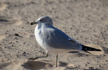 Marching Seagull