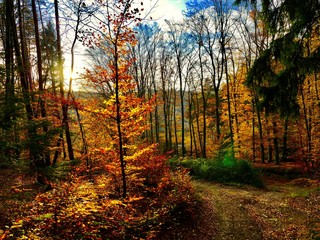 Obraz premium Herbstfarben im Wald