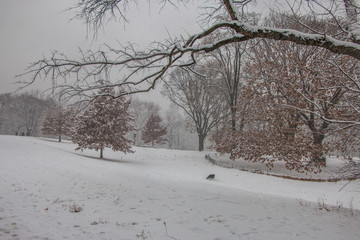 Winterwonderland in NYC - Central Park