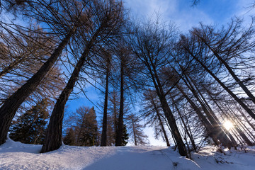 Group of trees in the woods at sunrise in the morning. The sun is among the trees. The ground is covered by snow. Mountain and winter background