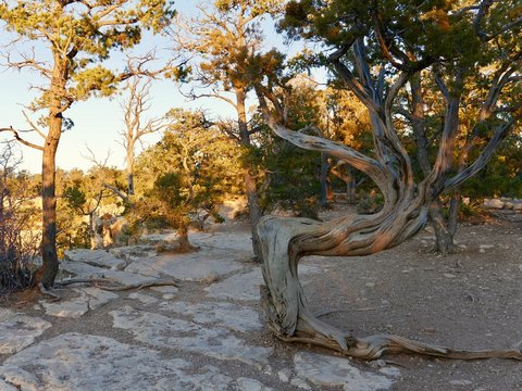 Baumformen im Gran Canyon
