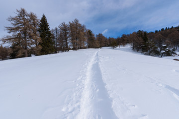 Path with footprints of snowshoes in the snow in the mountains towards the forest. Land covered by snow. Sunny day