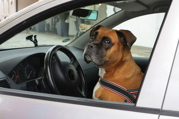 Hund am Steuer