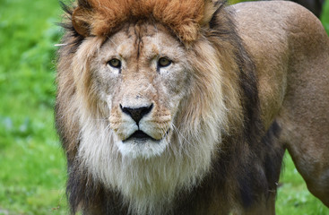 Fototapeta na wymiar Löwen Männchen