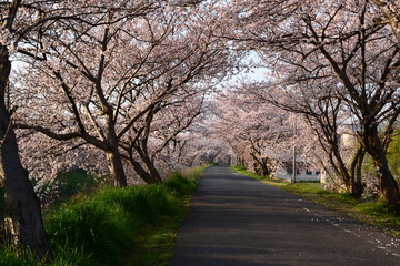 堤防の桜