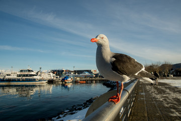 Seagul in Ushuaia, Argentina Tierra del Fuego