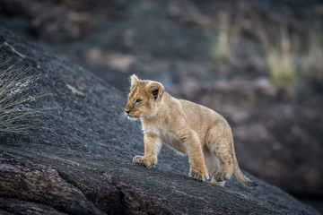 Fototapeta na wymiar Lion cub on a rock