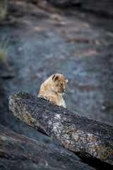 Lion cub on a rock
