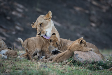 Fototapeta na wymiar Female lion licking its cub in Masai Mara Game Reserve, Kenya