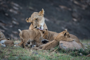 Fototapeta na wymiar Female lion licking its cub in Masai Mara Game Reserve, Kenya