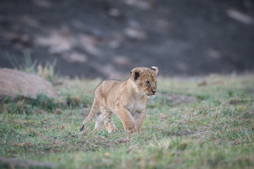 Lion cub in Masai Mara