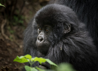 Mountain gorilla infant