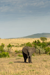 African elephan in Masai Mara