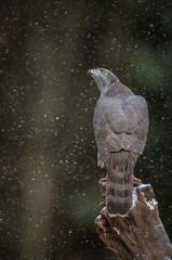 Fototapeta na wymiar Wild goshawk watching falling snow