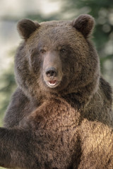 Big mother bear in Slovenia