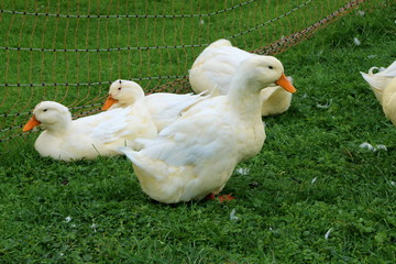 Peking Ducks, Pekingenten