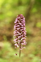 Orchis purpurea. This type of orchid grows mainly in Central Europe. In the Czech Republic it grows in Central, Eastern and Northern Bohemia. Moravia-more locations. Beautiful nature photos. Free natu