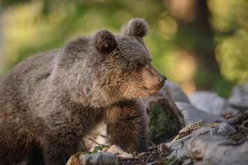 Obraz na płótnie Canvas Young European bear cub