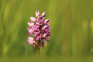 Orchidaceae. The wild nature of the Czech Republic. A rare plant of wild nature. Plant in the grass. Beautiful picture. Spring nature.