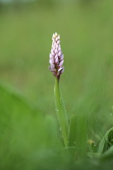 Orchidaceae. The wild nature of the Czech Republic. A rare plant of wild nature. Plant in the grass. Beautiful picture. Spring nature.