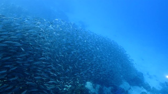Bait ball at the coral reef in the Caribbean Sea at scuba dive around Curaao /Netherlands Antilles
