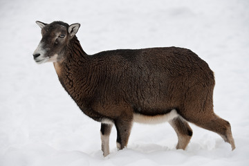 European mouflon sheep (Ovis ammon musimon) in the winter forest