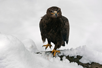 Steppe Eagle (Aquila nipalensis)