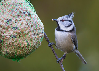 European crested tit. (Lophophanes cristatus). A little cute bird with a crest on its head.