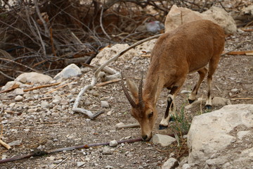 ibex