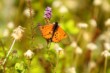 Butterfly on flower