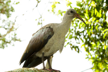 Hadeda ibis(bostrychia hagedash)in South Africa