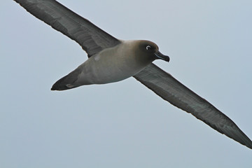 Light-mantled sooty albatross(phoebetria palpebrata)in flight over the southern ocean Antarctica