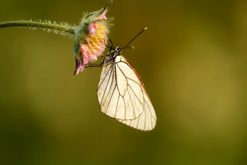 Butterfly aporia Crataegi(aporia crataegi)on flower