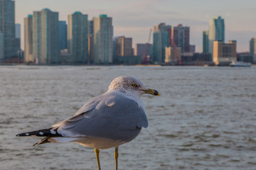 New York City - A wonderful city