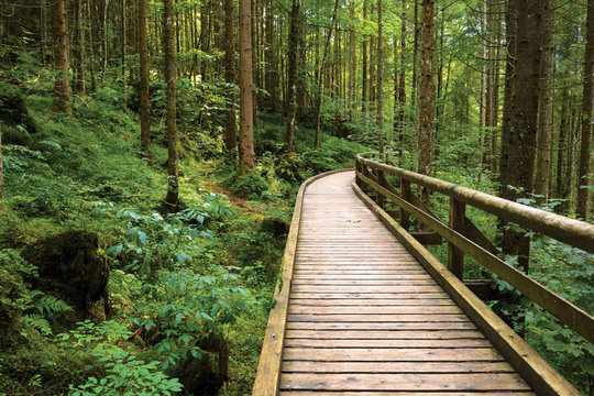 Wooden pathway through green pine forest