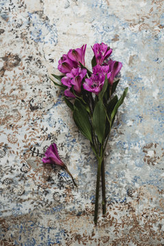 Alstroemeria flower