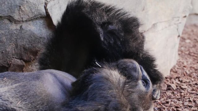 Gorila tumbado