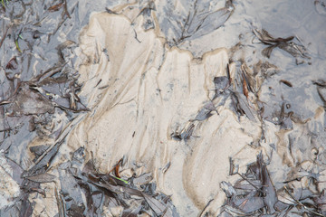 texture of white sand and dry leaves