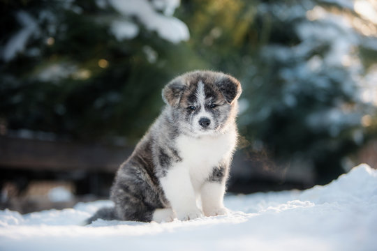 Three American Akita puppies posing in a snow in winter forest