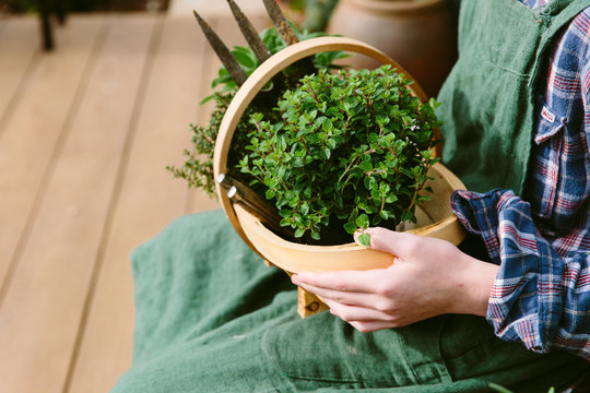 Gardener holding young herb plants re