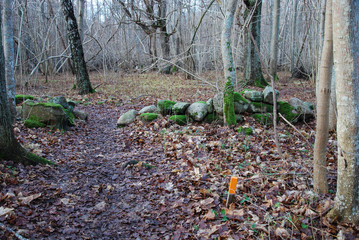 Marked footpath in a forest