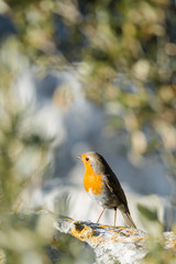 Rouge gorge