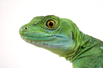 Fototapeta premium Stirnlappenbasilisk (Basiliscus plumifrons) - Jesus Christ lizard