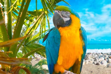 Fotobehang Papegaai papegaai op een tak