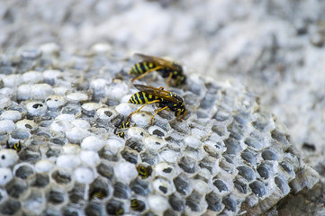 wild bees, wild bees honeycomb photos, wasps, poisonous bees,

