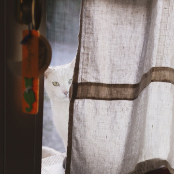 White cat looks inside house from closed curtain