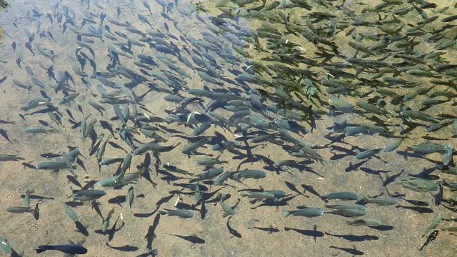 Shoal of tilapia fish swimming in clear water of a freshwater pond 