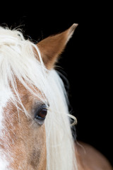 Obraz premium Pferdekopf vor schwarzer wand