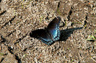 Beauty in the Dirt