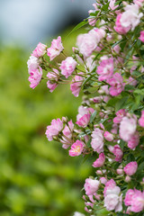 雨に濡れたピンクのツルバラの花